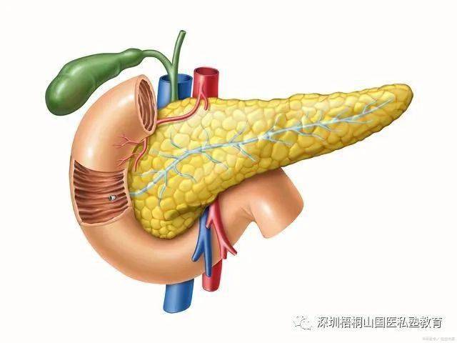 正确认识糖尿病:血糖高只是表象,胰岛受损才是病因_葡萄糖_患者_作用