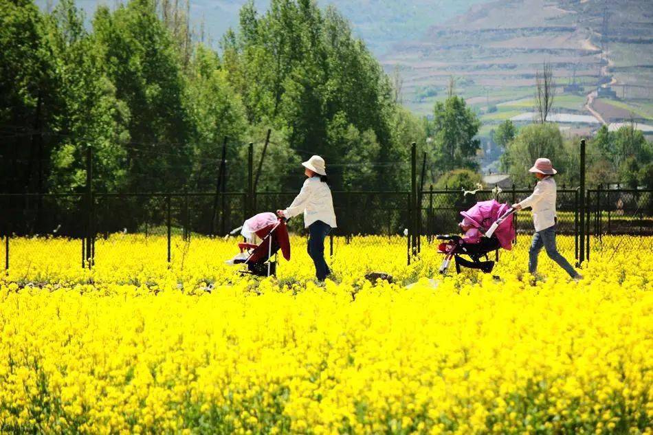 武山油菜花海图片