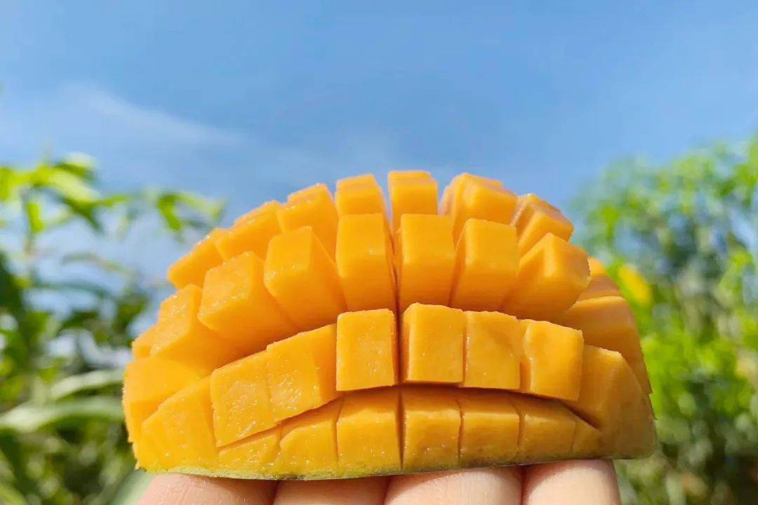 助力大量【海南金煌芒19.9/箱】走出大山,香甜无丝,嫩滑爽口,邀您一起