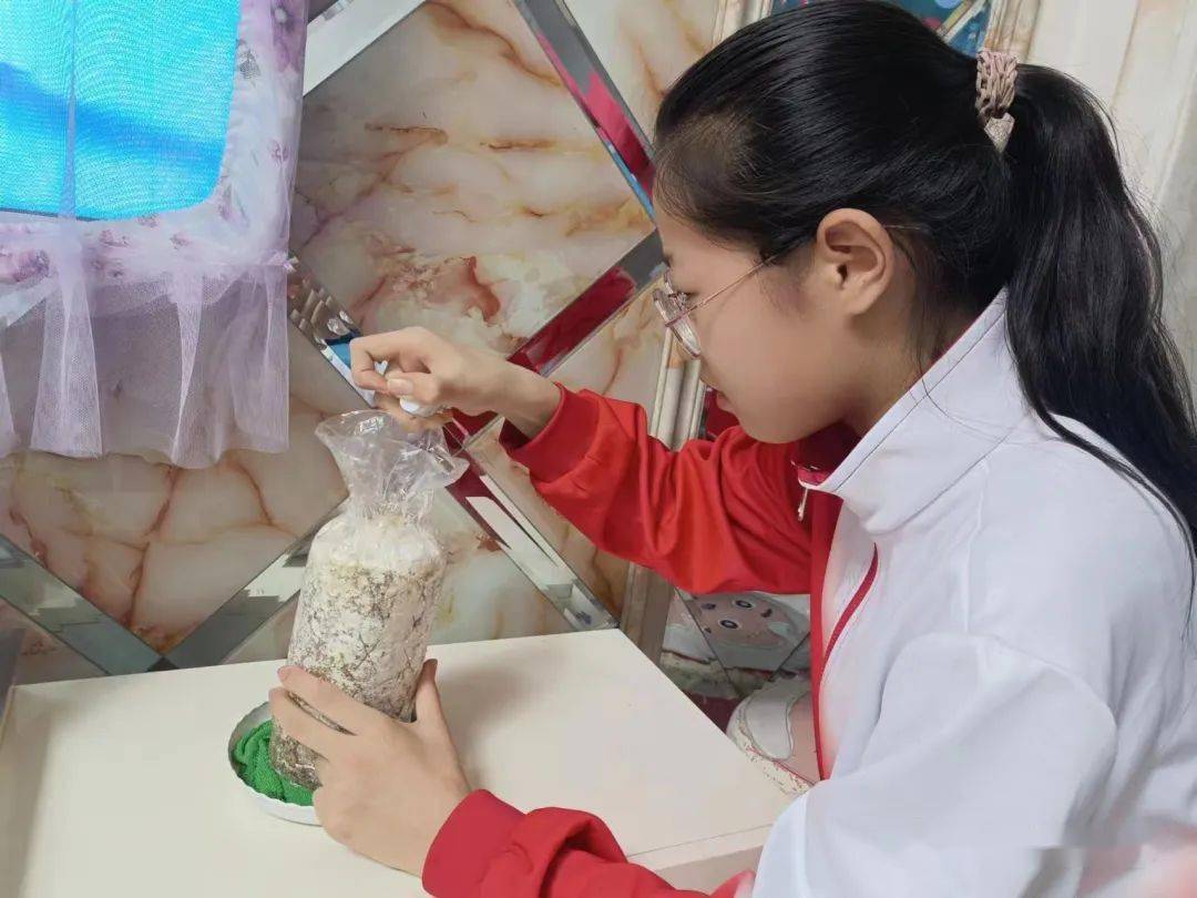 【兆麟劳动】我与菌菇共成长--兆麟小学劳动实践教育之蘑菇种植活动