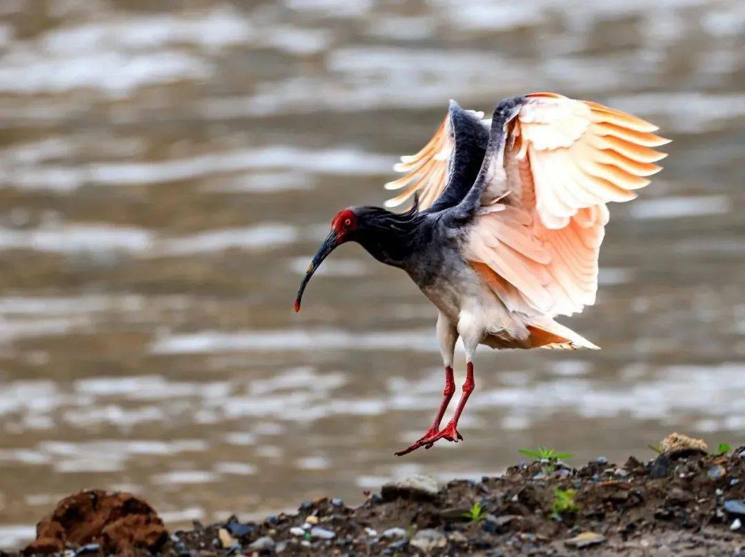 67国家一级保护野生动物—朱鹮"飞入"白龙江畔!_甘肃省_中国_鸟类