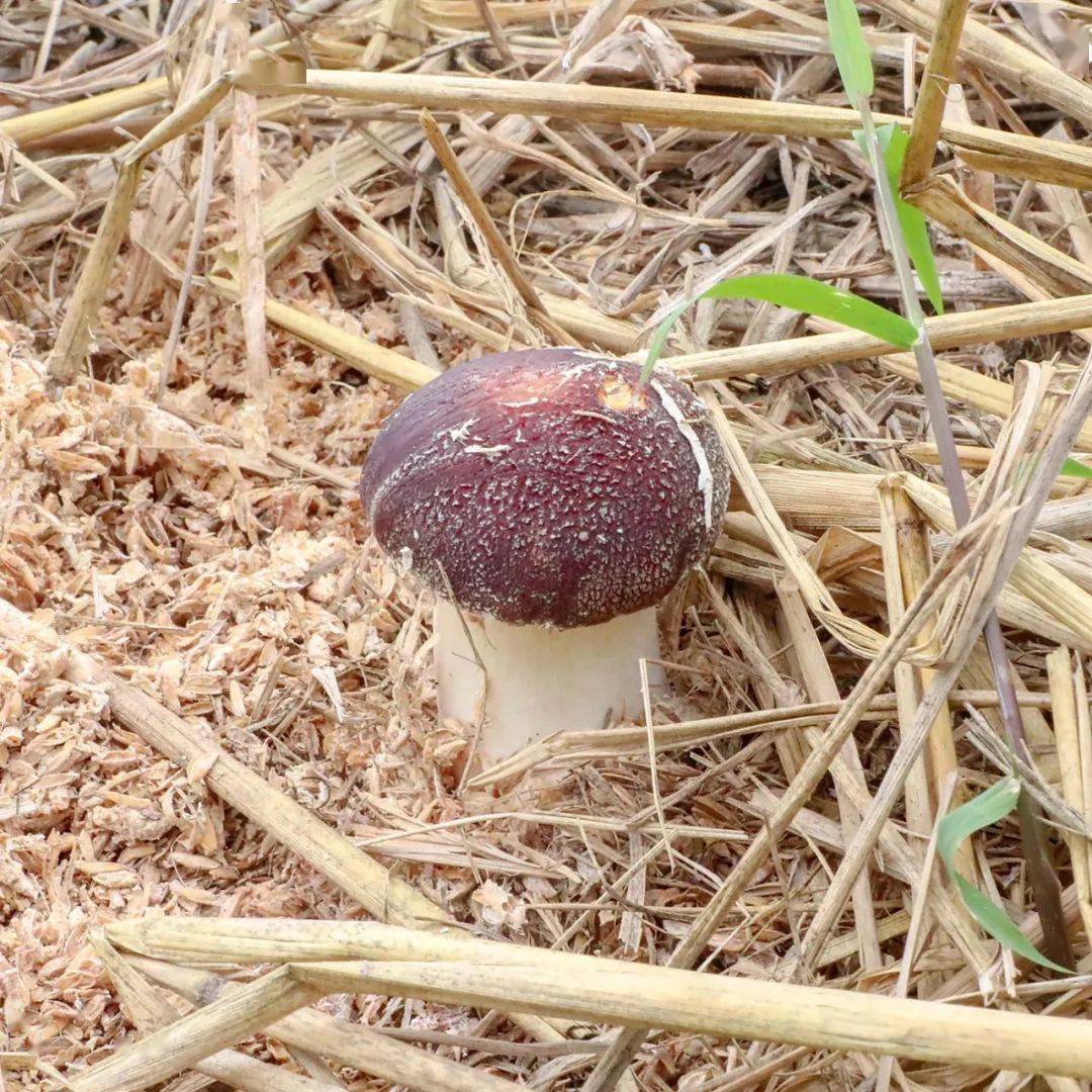 春雨过后,水稻秸秆堆里长蘑菇啦!_大球_唐女士_口感