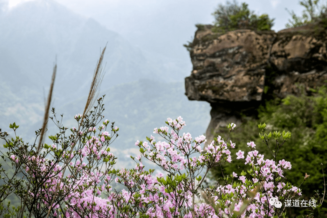 利川苏马荡杜鹃花图片