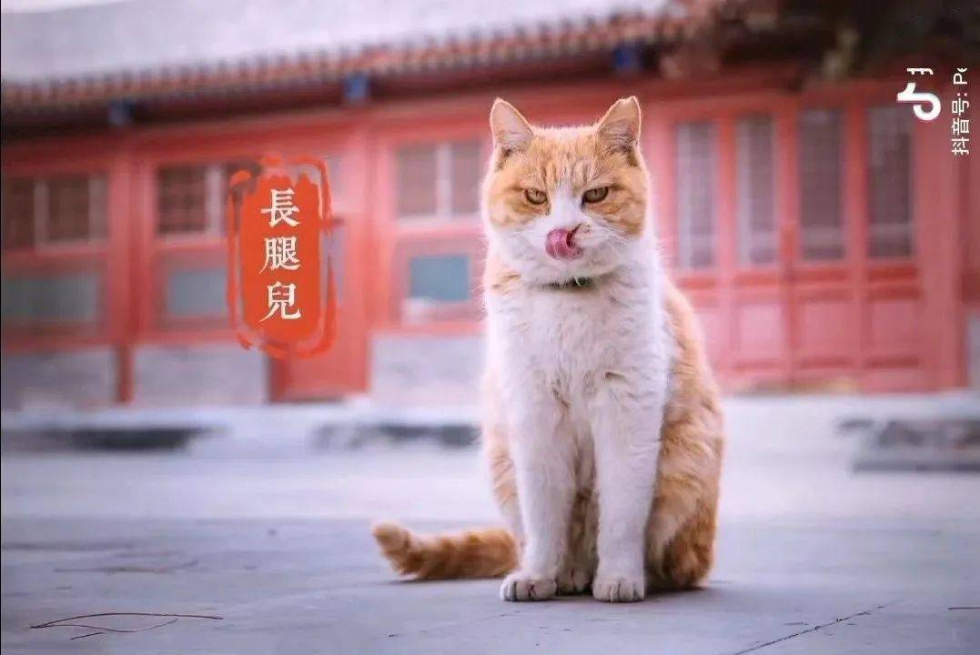 故宫当红御猫竟是"恶霸"?网友:猫设崩塌也爱你!_帕帕_猫咪_紫禁城