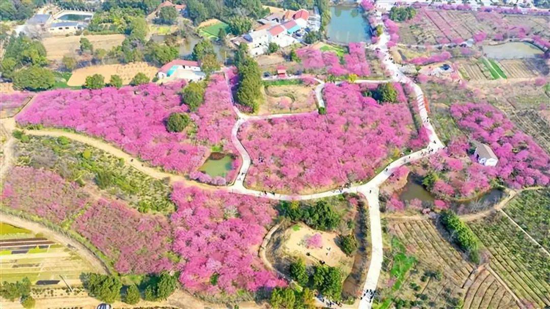 今年2月,央视13套《花开中国》直播组走进荆州区八岭山镇恒荣梅园