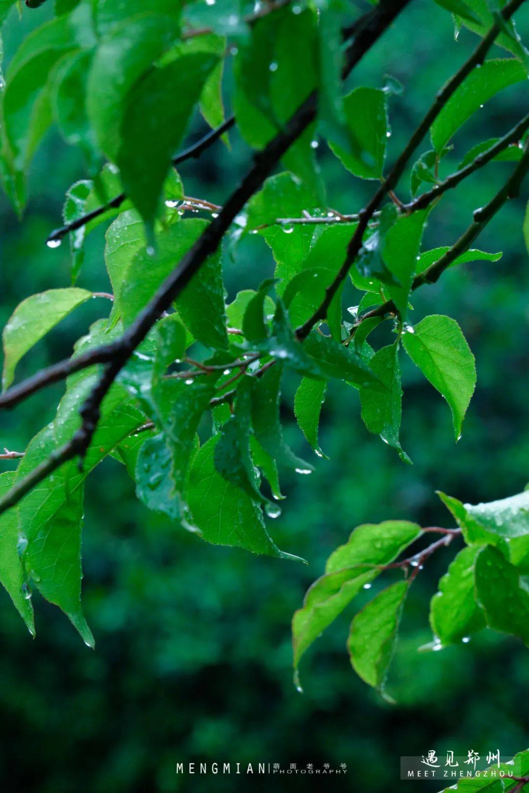 雨中的碧沙岗公园,别有一番滋味→