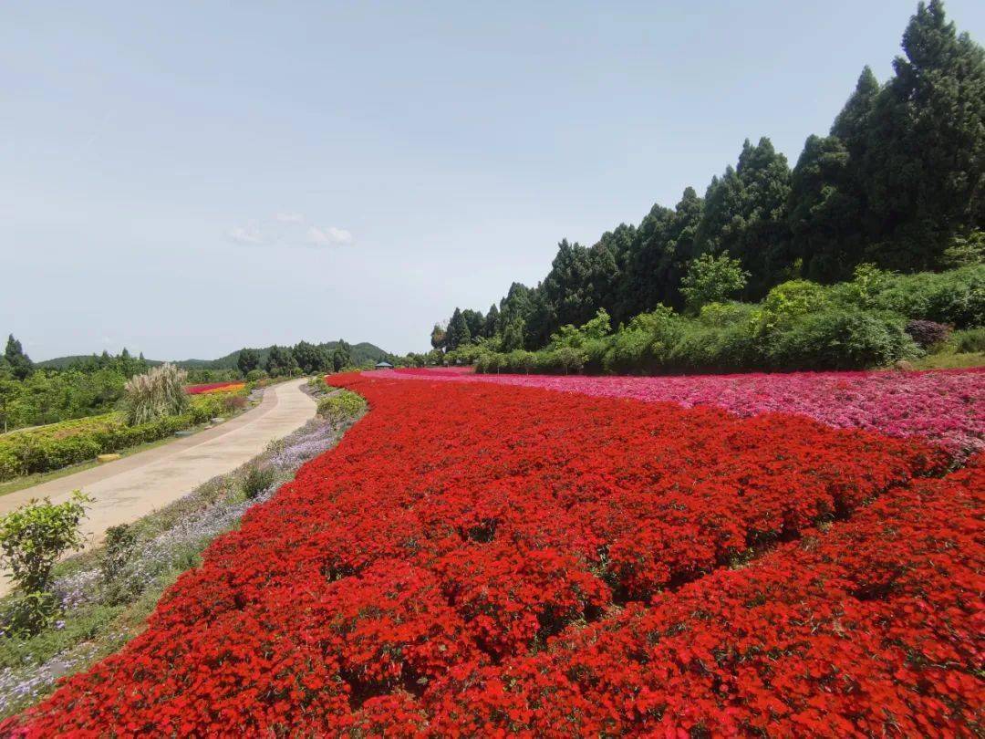 七彩_丛林_火车