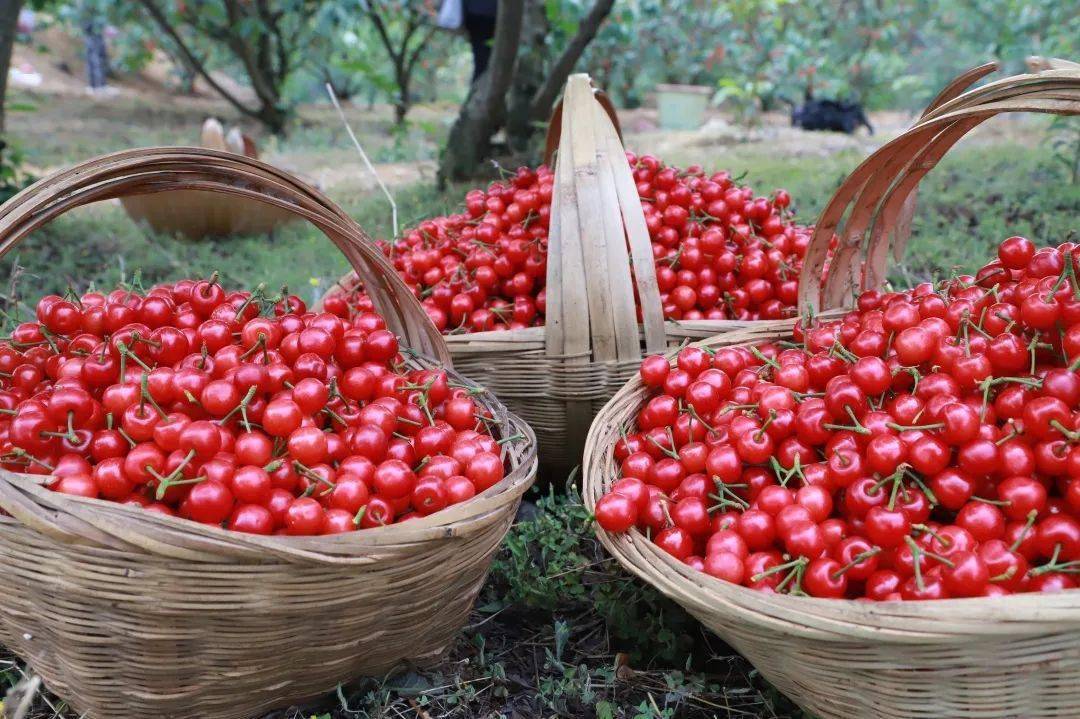 在镇宁白马湖街道永和村当地樱桃园的樱桃已挂满枝头浓郁的果香令人