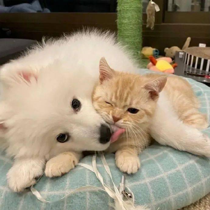 为什么萨摩耶和猫猫合影表情看起来都很痴汉?_满眼