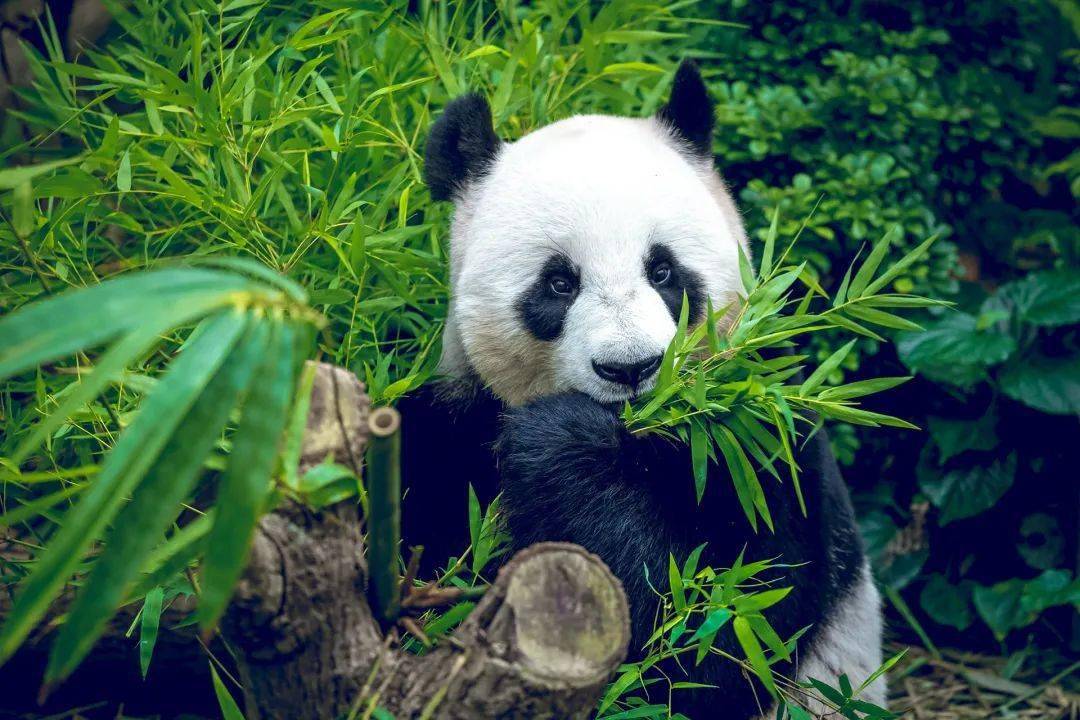 竹海环绕97那就去"家门口"的安吉竹博园看大熊猫吧看不到被人山人海
