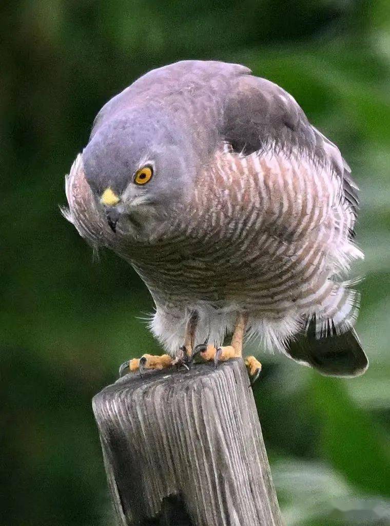 "棕色猎人"~~褐耳鹰_保护_猎物_动物