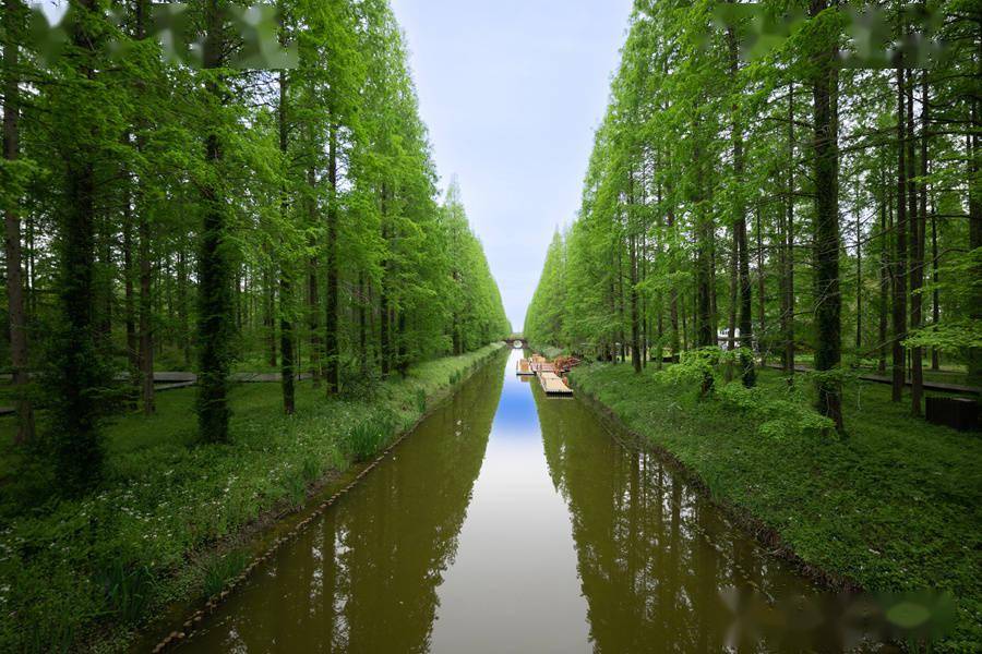 江苏盐城:东方湿地 绿意动人_马焘焘_黄海_条子