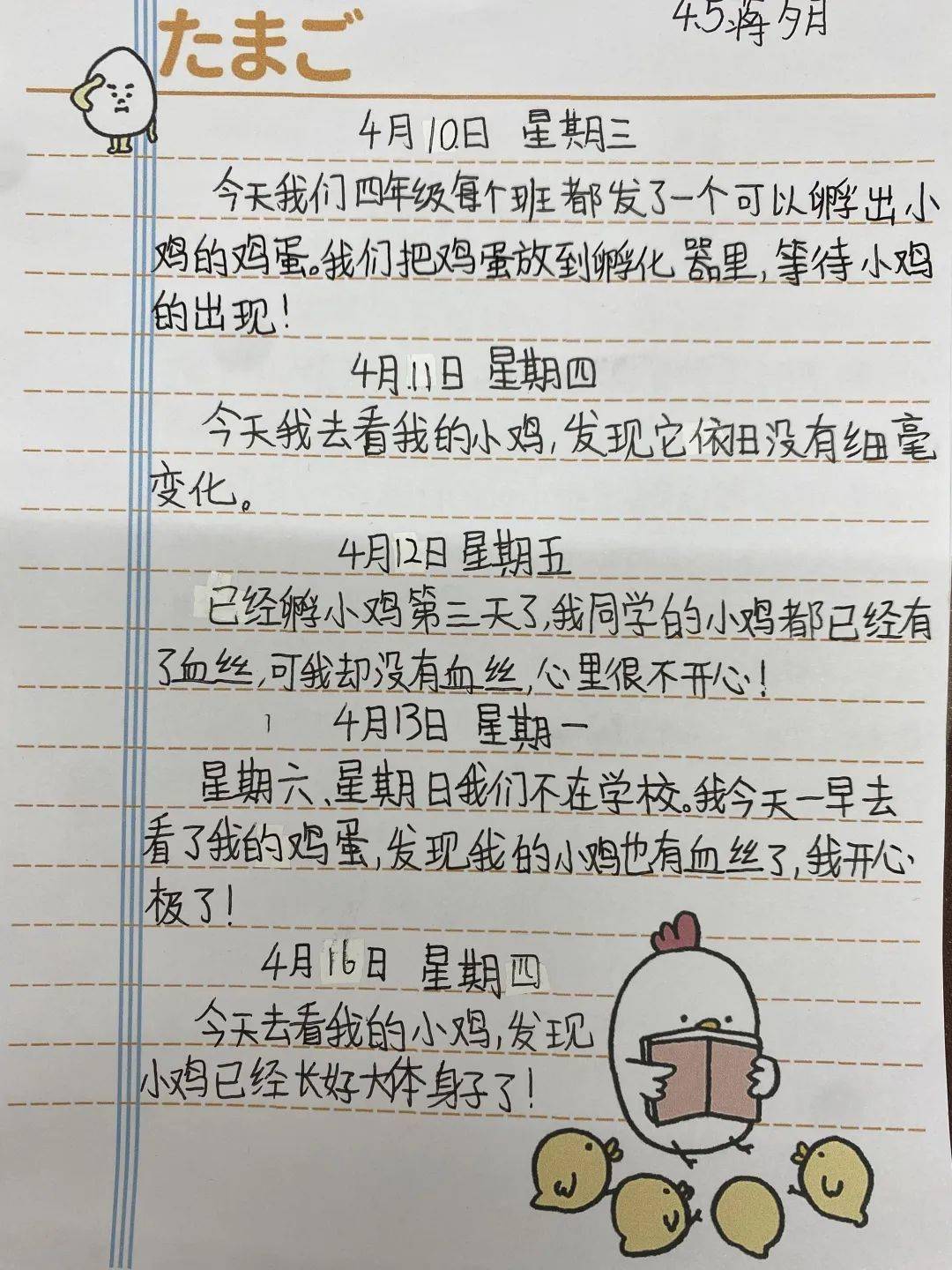 小鸡孵化记录表幼儿园图片