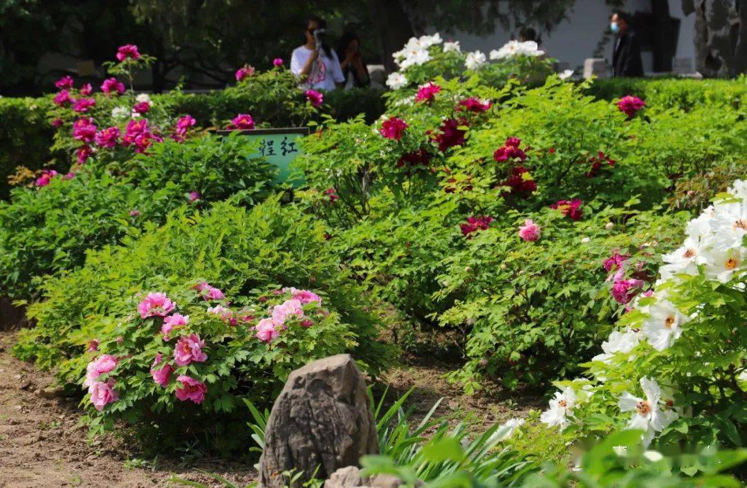 【鞓红花开动古城】丨正值春深暖意融,天香国色看鞓红_青州_牡丹_临淄