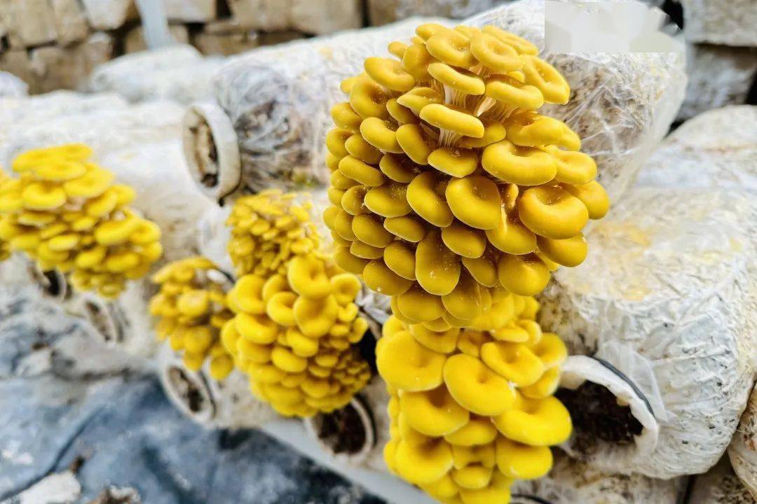 推广榆黄菇 来自搜狐网