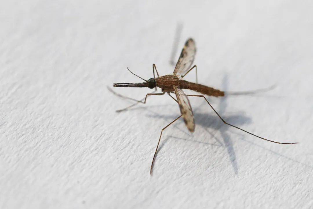 我国最常见的传播疟疾的按蚊——中华按蚊蚊虫叮咬是主要传播途径疟疾