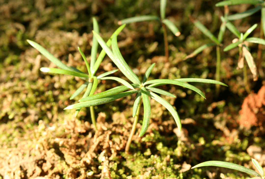 采集回来的银杉种子只有长出苗来,才知道种子是否饱满,像是开盲盒.
