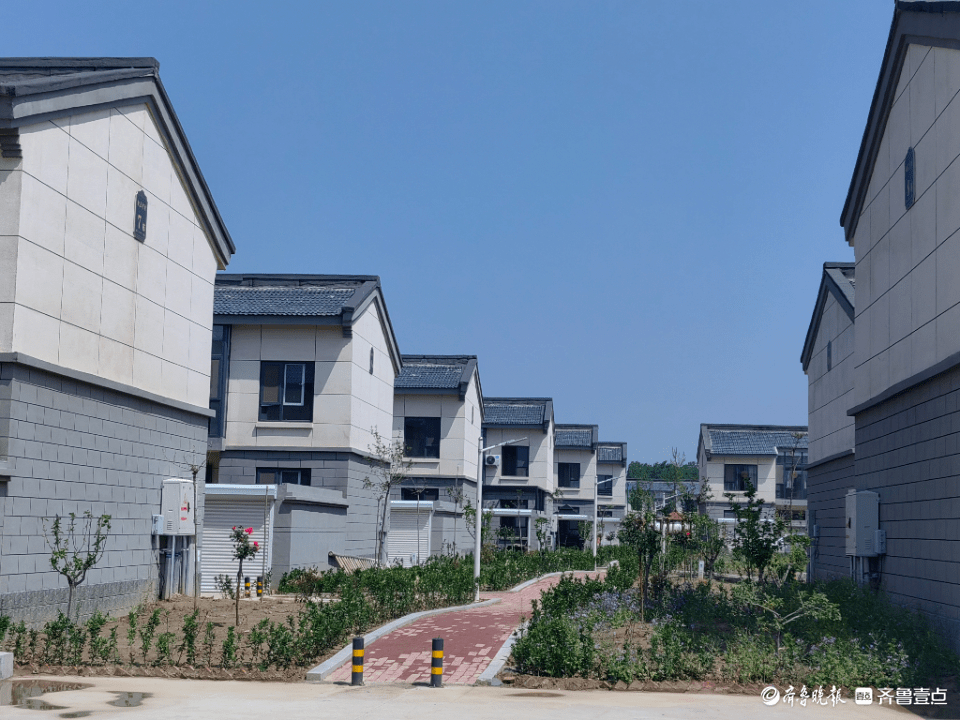 一村一品增春色因地制宜谋振兴|聊城度假区朱老庄镇村庄绿化纪实_树种
