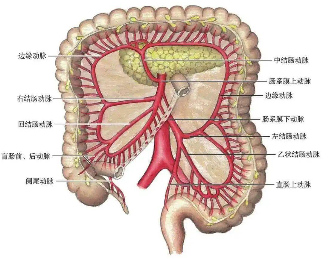据了解,结肠癌是常见的发生于结肠部位的消化道恶性肿瘤,结肠癌与人们
