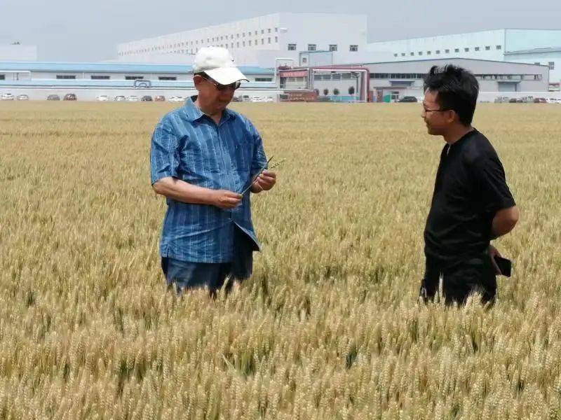 进入国家"骨干"_品种_山东省_小麦