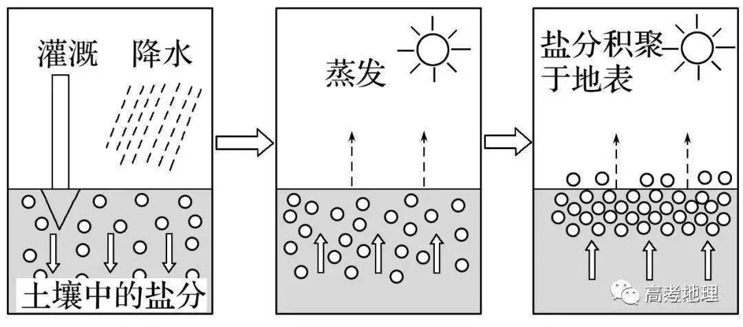 土壤盐碱化的治理_影响_盐分_盐碱地