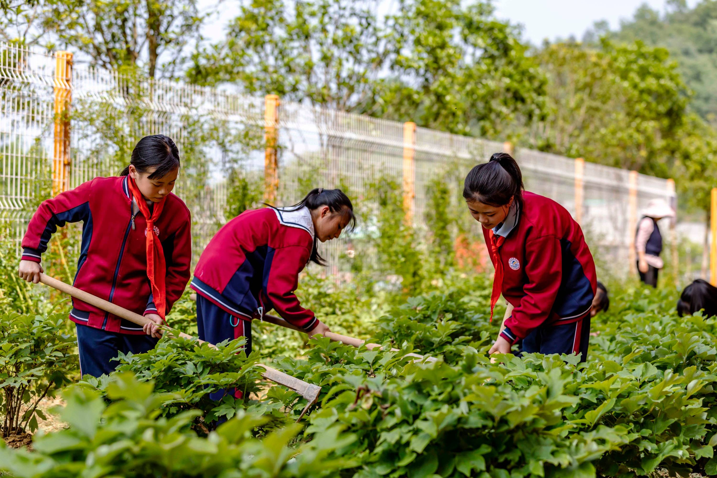 贵州黔西:劳动教育迎"五一"_实践_花卉_熊礼富