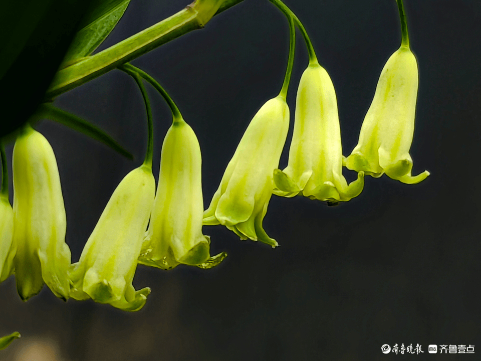 4月25日,在郯城县马头镇马西社区一户农家花院里,玉竹开花了,洁白无瑕
