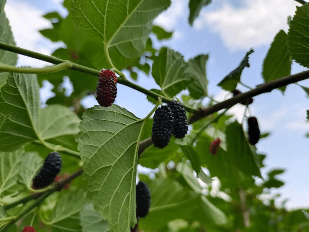 花仙居（花仙居代运营） 第9张