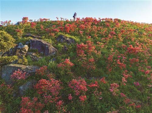 杜鵑花開映山紅_太湖_溫嶺_大溪