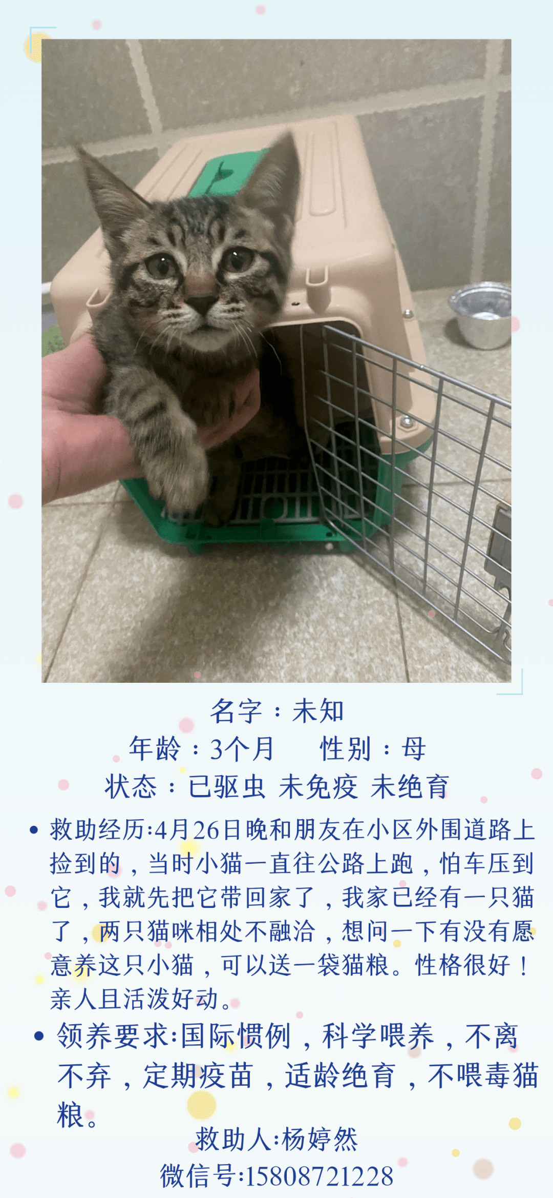 04.21线上领养第564期这么可爱的小猫,不忍心让它再流浪啦~_救助_动物_信息
