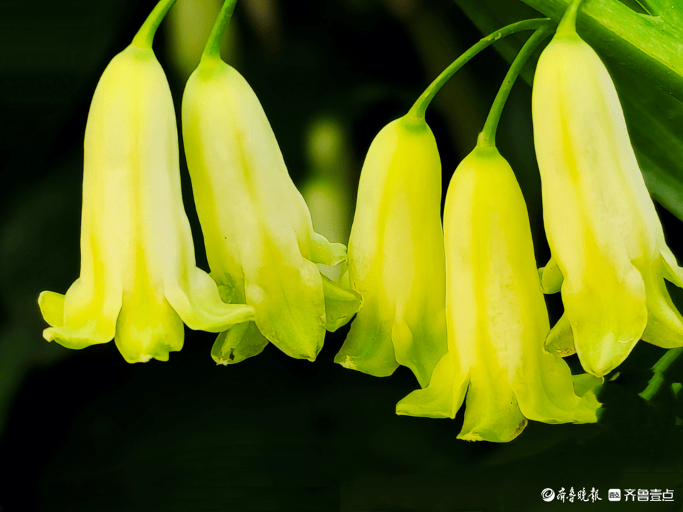 小风铃4月25日,在郯城县马头镇马西社区一户农家花院里,玉竹开花了