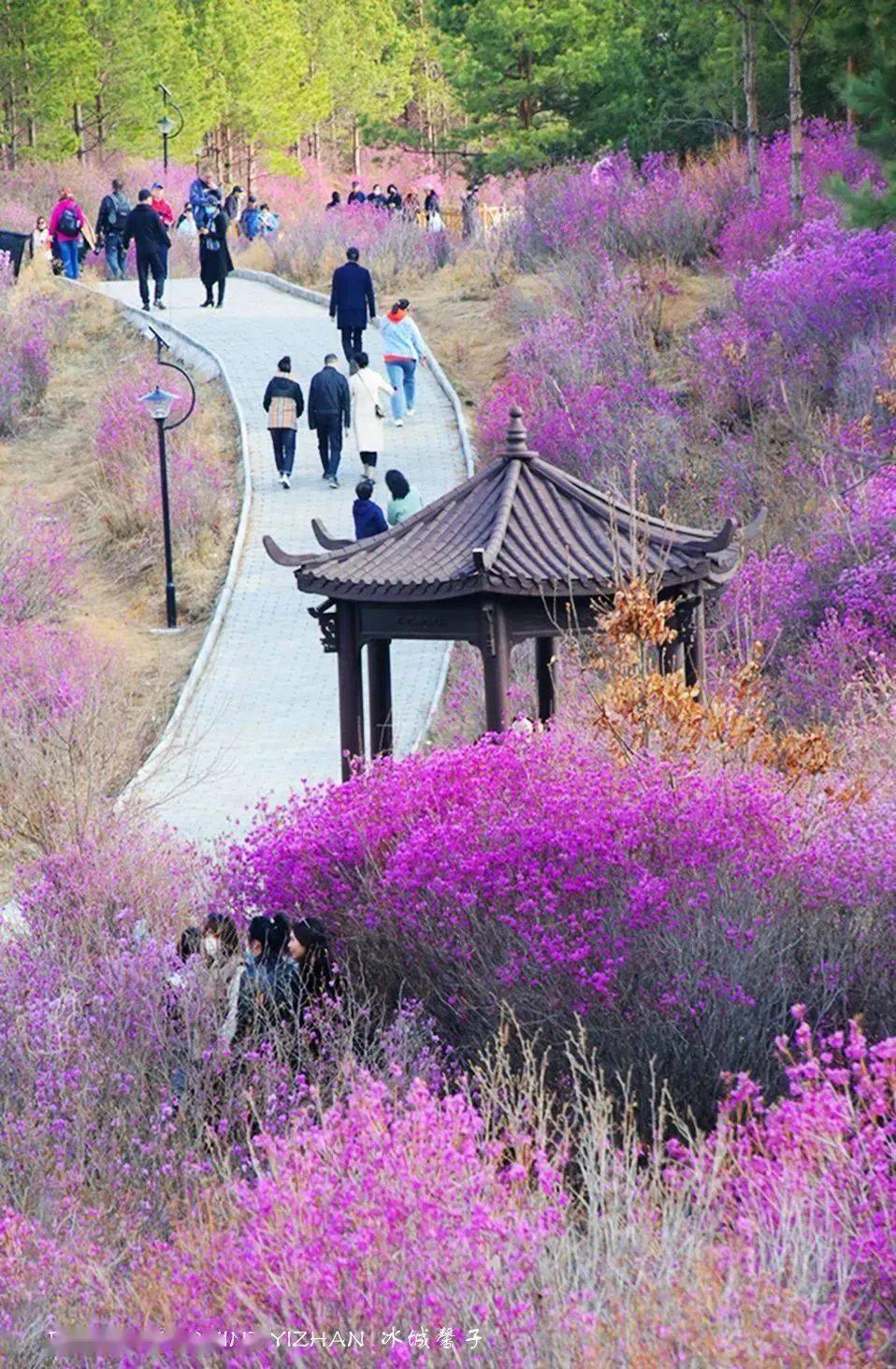 紫雲嶺上杜鵑開,嫵媚浪漫的雙鴨山春天_公園_興安_溼地