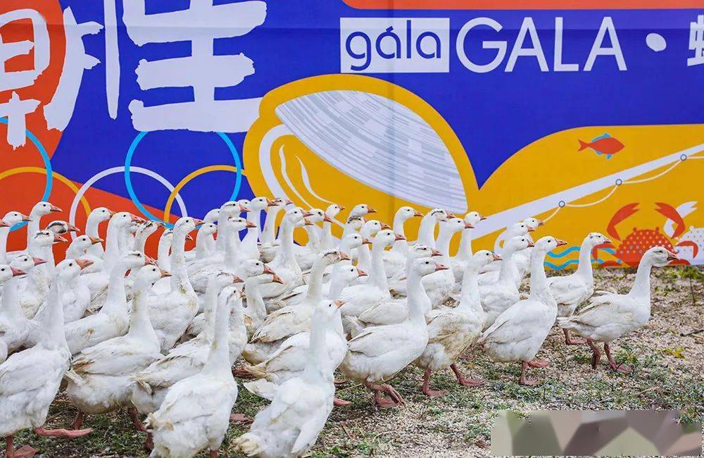 第十八届红岛蛤蜊节欢乐启幕_市集_美食_生活