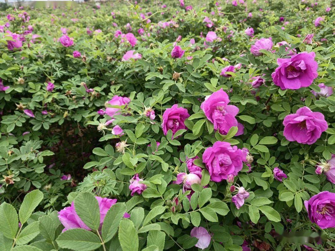仪征这片300亩玫瑰花正在盛放!_于玫瑰_谢馥春_玫瑰园