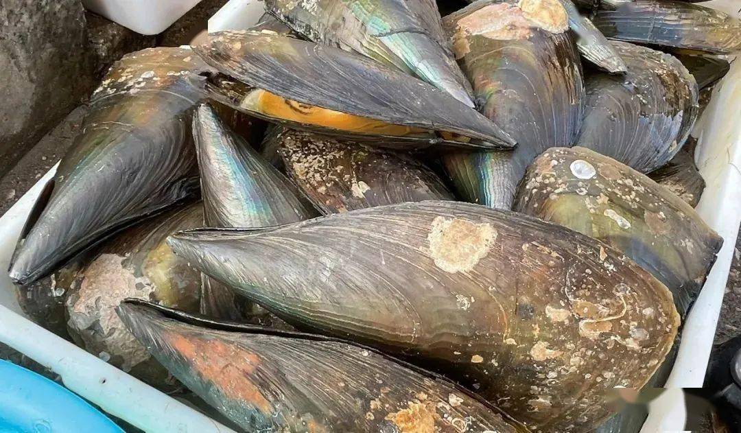 (美食篇)_渔家_饼子_江瑶贝