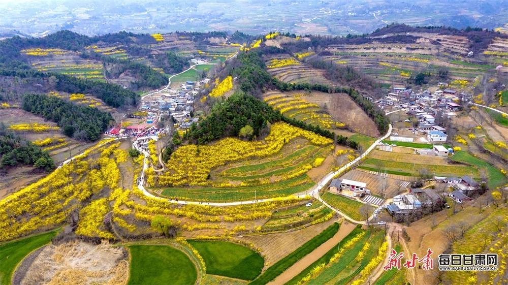 4月25日,陇南市成县沙坝镇的千亩连翘一路花开,放眼望去,整个乡村似"