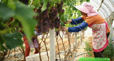 这真不是什么香水,就是一串葡萄!_茉莉_香味_嘉宝
