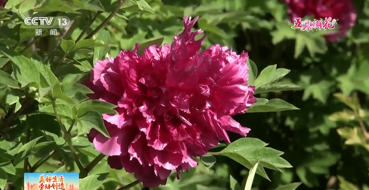 小狗种美丽鲜花（小花狗一般是什么品种） 第11张