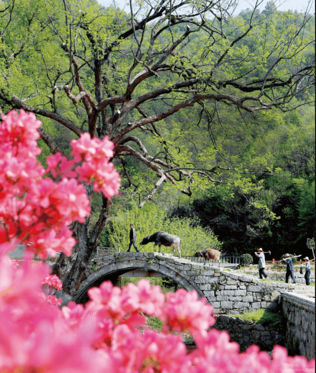 六安龙井冲村旅游图片