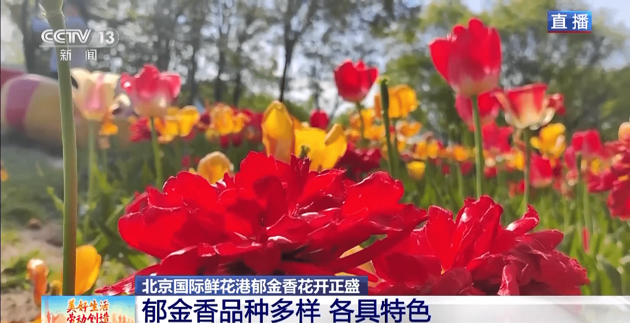 小狗种美丽鲜花（小花狗一般是什么品种） 第4张