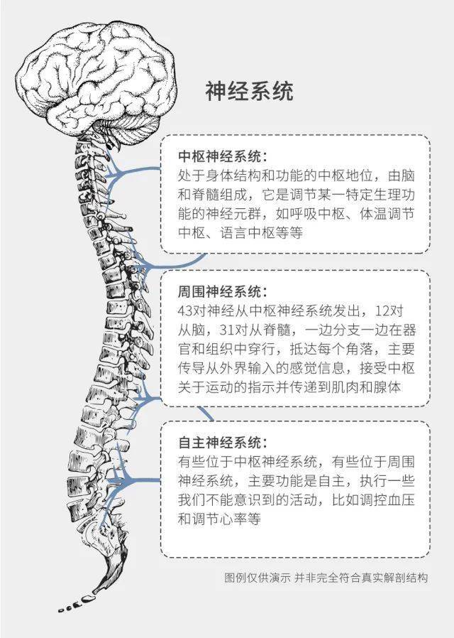 人体中枢神经示意图图片