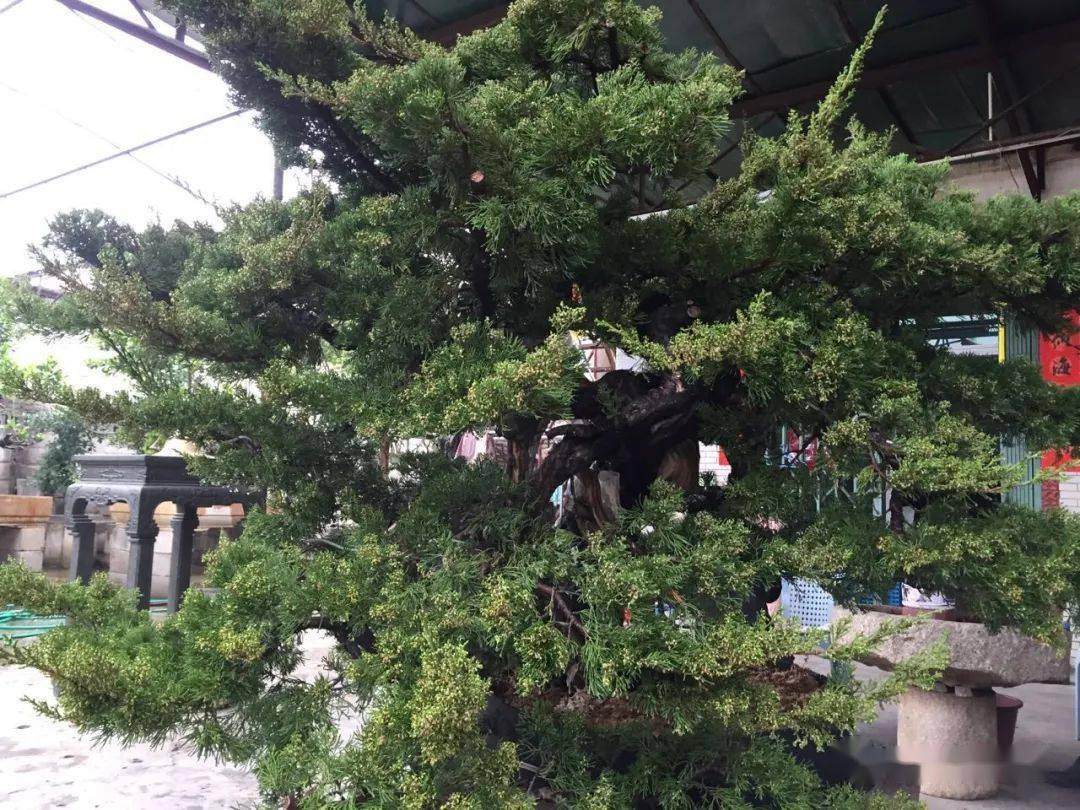 创作集锦 | 劳动节,致敬每一位努力的盆景人!_舍利_枝条_主干