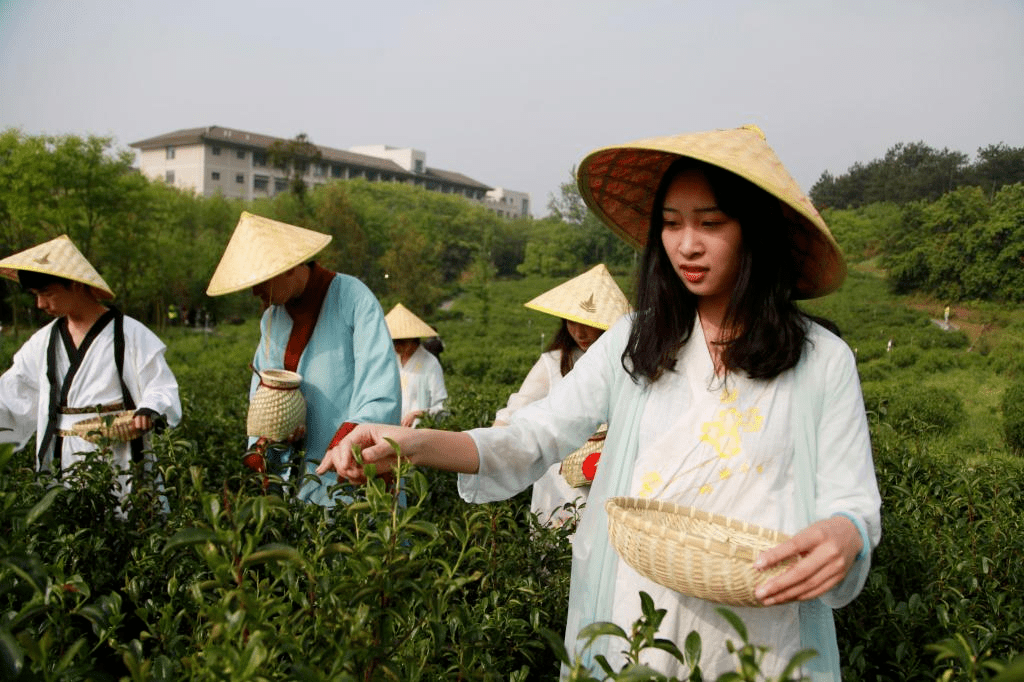 莲藕种子（莲藕种子直接扔池塘能发芽吗） 第7张