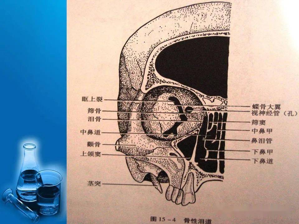 泪小管CT解剖图片