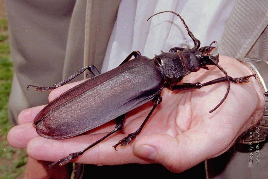 从巨拟叶螽(pseudophyllus titan)的种加词"titan"就能看出,这是一个