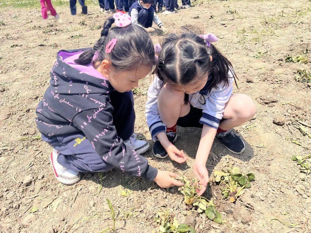 一年级的小蚂蚁们认真地跟着农场工作人员学习起来,变身成小farmer