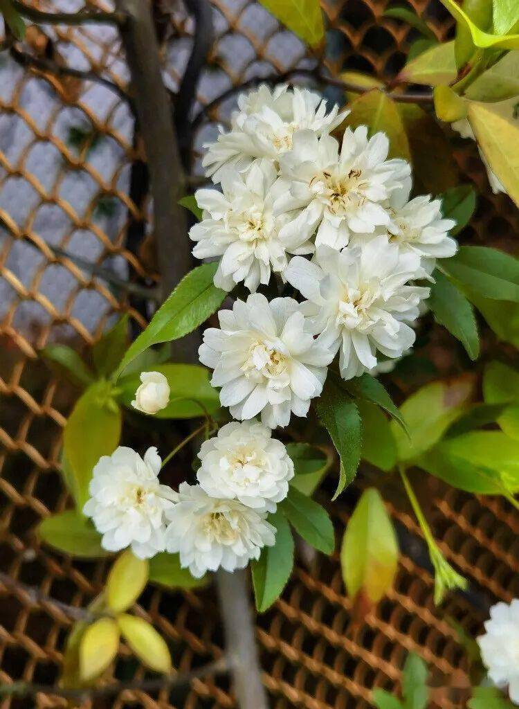 满院清香四月时--木香_菊科_植物_香气