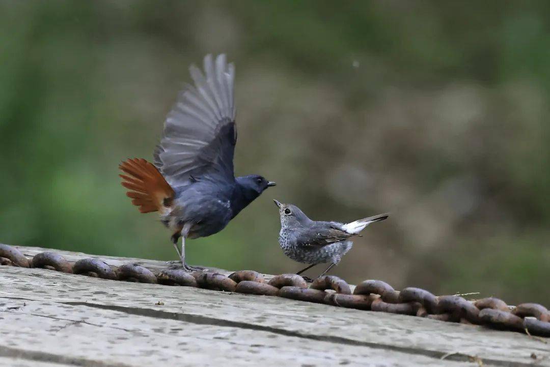 欢迎来江西婺源拍鸟_长溪村_游客_图片