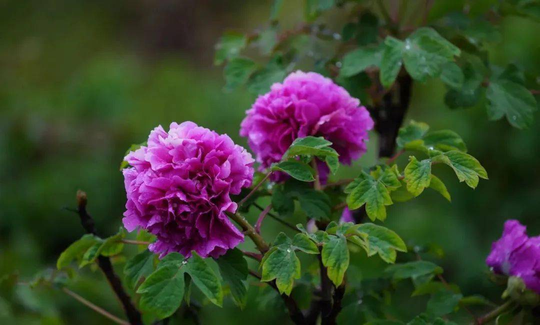 春色编织的一场流光溢彩的梦相依闲步共伞同赏雨后最美河州牡丹图文