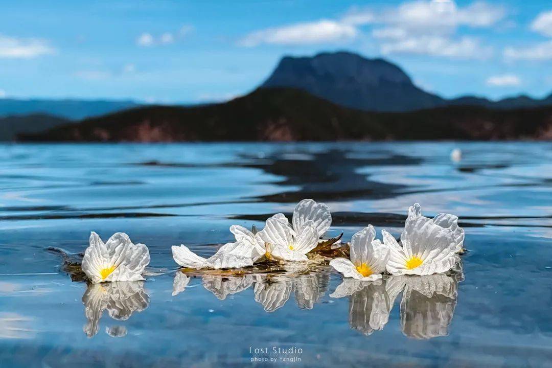 純淨潔白的海藻花即將盛開啦!_瀘沽湖_花海_湖水